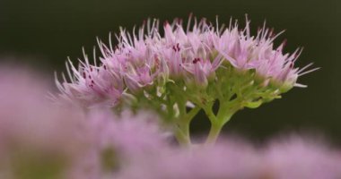 sedum spectabile Hylotelephium spectabile olarak da bilinir..