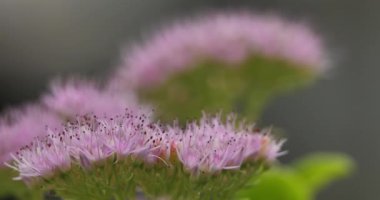 sedum spectabile Hylotelephium spectabile olarak da bilinir..
