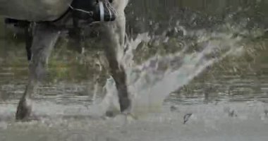 Kamp atları bataklıkta koşuyor, Camargue, Fransa