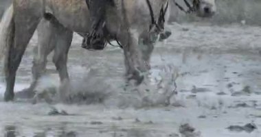 Kamp atları bataklıkta koşuyor, Camargue, Fransa