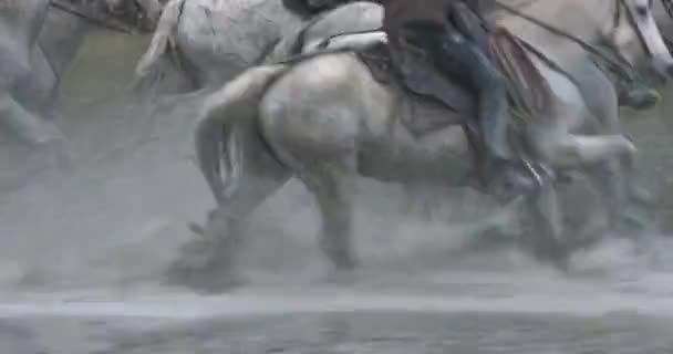 Camargue Konie Byki Biegające Bagnach Camargue Francja — Wideo stockowe