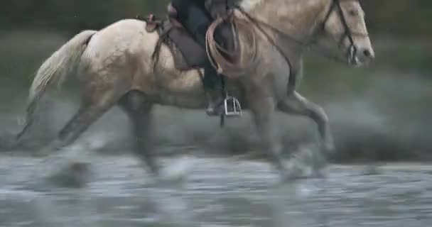 Konie Camargue Biegające Bagnach Camargue Francja — Wideo stockowe