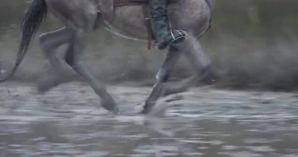 Konie Camargue Biegające Bagnach Camargue Francja — Wideo stockowe