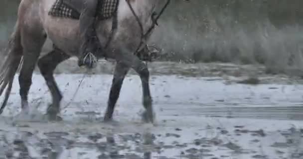 Konie Camargue Biegające Bagnach Camargue Francja — Wideo stockowe