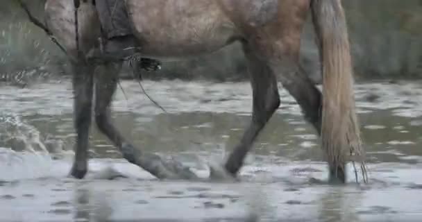 Konie Camargue Biegające Bagnach Camargue Francja — Wideo stockowe