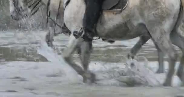 Camargue马在沼泽地里奔跑 法国Camargue — 图库视频影像