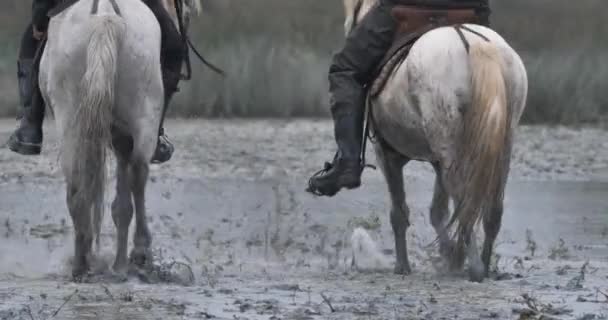 Caballos Camarga Corriendo Pantano Camargue Francia — Vídeo de stock