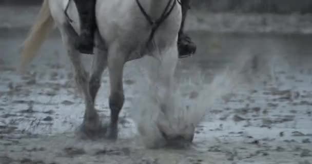 Camargue Hästar Som Springer Träsklandet Camargue Frankrike — Stockvideo