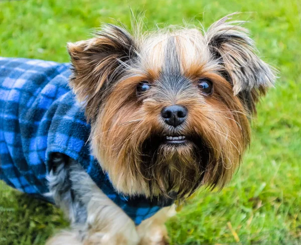 Retrato Perro Yorkshire Terrier Sobre Una Hierba Verde Otoño Usando —  Fotos de Stock