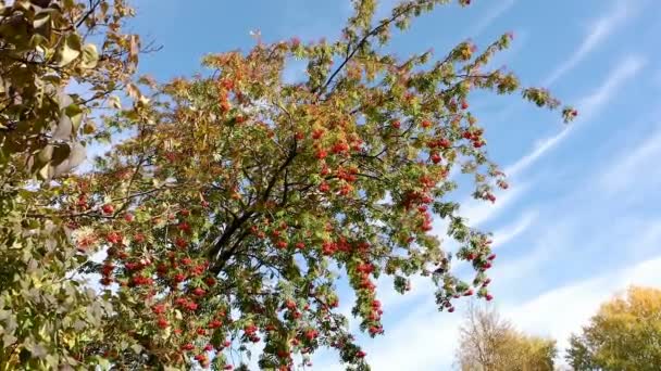 Rowan Autumn Berries Leaves Sunny Day Birds Sky — Stock Video