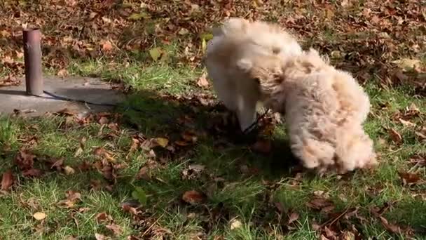 二つのマルティプーライトブラウン子犬は晴れた秋の日に楽しみを果たしています スローモーション — ストック動画