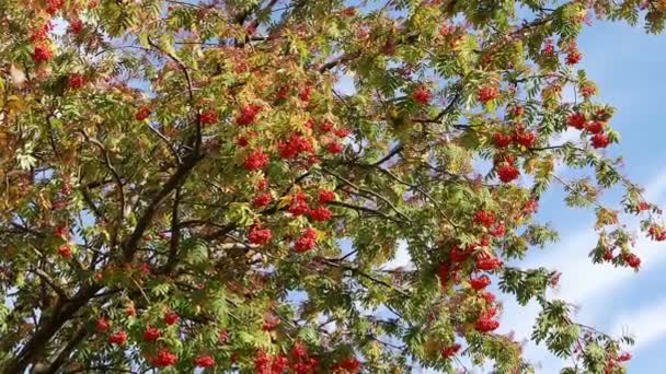 晴れた日には果実や葉を持つ秋のローワンの木 — ストック動画