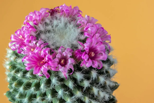 Fleur Cactus Fleurs Sur Fond Brun Clair Vue Haut — Photo