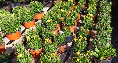 Sonbaharda kasımpatı çiçeği fideleri pazarda saksılarda satılıyor.