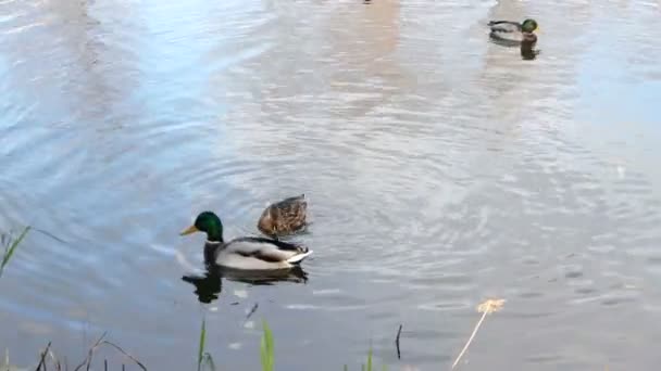 Einem Sonnigen Herbsttag Schwammen Enten Fluss — Stockvideo
