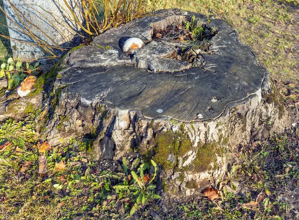 Vieux Tronc Érable Automne Avec Des Lichens Par Une Journée — Photo