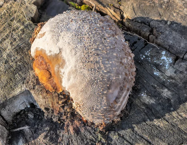 Lichen Δροσιά Σταγόνες Φθινόπωρο Ένα Κούτσουρο Δέντρο Στο Φως Του — Φωτογραφία Αρχείου