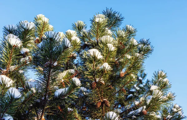 空に雪冠と晴れた日に冬の松のトップス — ストック写真