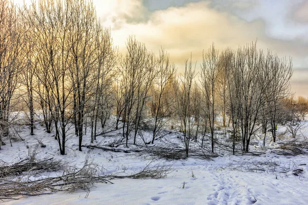 Inverno Parque Coberto Com Neve Dia Ensolarado Depois Podar Arbustos — Fotografia de Stock