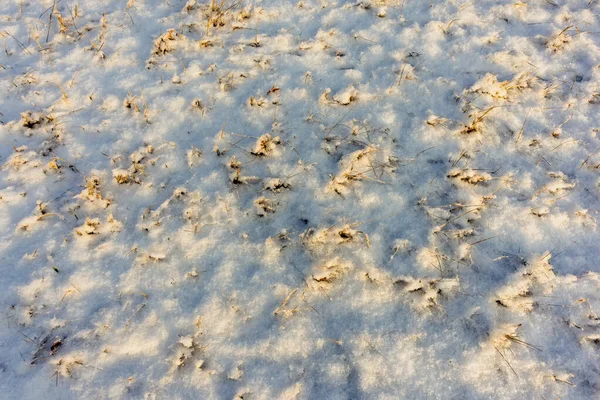 Winter Snow Background Snow Dried Grass — Stock Photo, Image