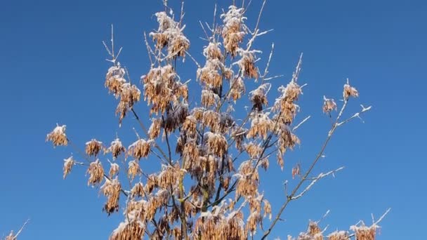 Ash Tree Seeds Winter Sunny Day Background Blue Sky — стоковое видео