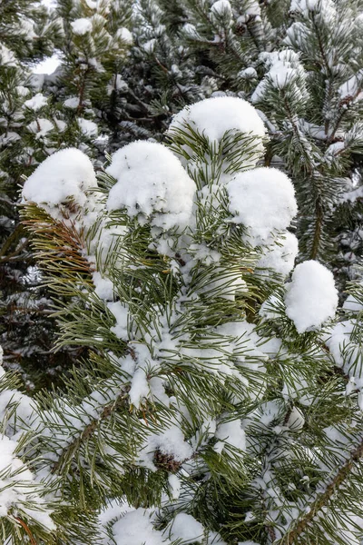 Νεαρά Κλαδιά Πεύκου Χειμώνα Καπέλα Χιονιού Αμυδρό Φόντο — Φωτογραφία Αρχείου