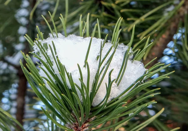 背景がぼやけている冬に若い松の小枝に大きな雪冠 — ストック写真