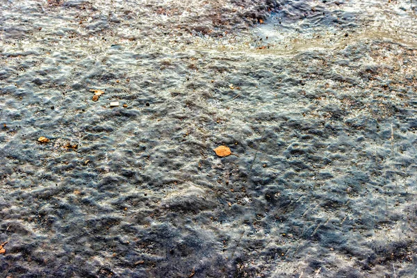 Заморожений Фон Різних Бульб Листям Дерева Сміттям Поверхні Льоду — стокове фото