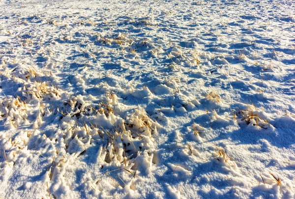 Inverno Prato Coperto Con Ciuffi Erba Nella Neve Una Giornata — Foto Stock