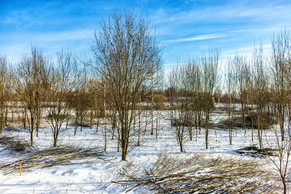 Winter Wird Der Junge Wald Des Parks Durch Das Fällen — Stockfoto