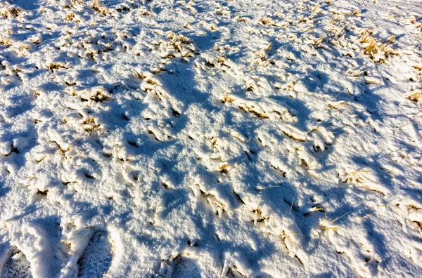 Χειμερινά Χιονισμένα Λιβάδια Ξηρό Γρασίδι Υφή Φόντο Στο Φως Του — Φωτογραφία Αρχείου