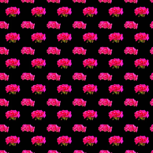 Візерунок Квітів Герані Ізольовано Чорному Тлі — стокове фото