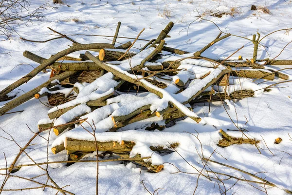 Hiver Tas Arbres Sans Branches Est Abattu Dans Forêt Pour — Photo