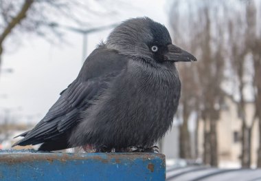 Kışın gün boyunca, Corvus monedula kuşları bulanık bir arka plana karşı konteynıra inerler.