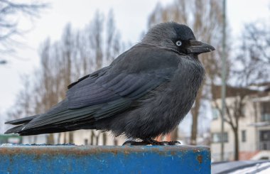 Kış boyunca, yaygın kuş Corvus monedula bulanık bir arka planda çevreyi izler.