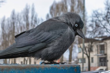 Yaygın kuş Corvus monedula karlı gagalı bir konteynır üzerindeki çevreyi izler.