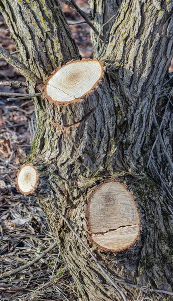 Saule Europe Est Une Espèce Plantes Famille Des Salicacées — Photo