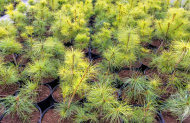 Doğu beyaz çam ağaçlarında tohumlar Latince adı Pinus strobus Radiata