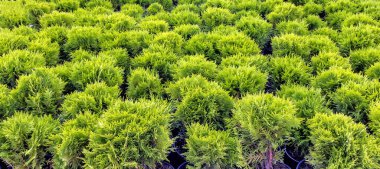 Thuja batısındaki tohumlar tencerelerde, en üstte, gün ışığında.