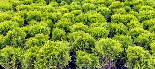 Seedlings Thuja Occidentalis Danica Pots Top View Daylight — Stock Photo, Image