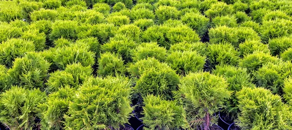 Semena Thuja Occidentalis Danica Květináčích Pohled Shora Denního Světla — Stock fotografie