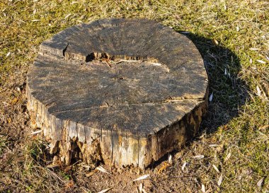 Parktaki çürümüş yaşlı kütük ilkbahar güneşinin erken saatlerinde yakından.