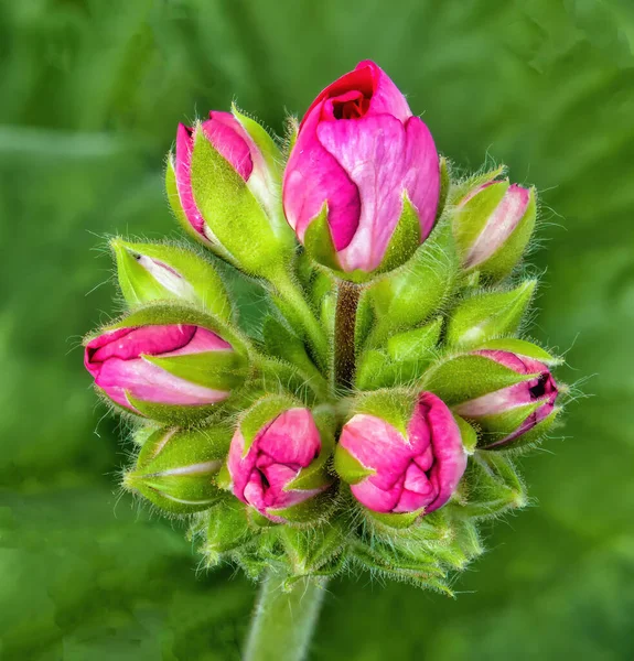 Ροζ Μπουμπούκια Γερανίου Κοντά Ένα Αχνό Φόντο Από Πράσινα Φύλλα — Φωτογραφία Αρχείου