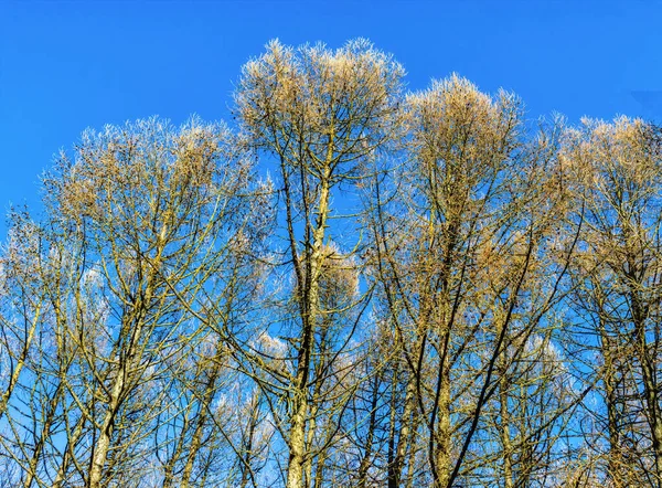 Spring Park Tops Dead Trees Park Background Sky — Stock Photo, Image