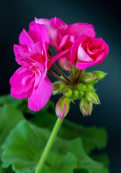 Brotes Geranio Rosa Con Flores Cierran Sobre Fondo Hojas Ligeramente — Foto de Stock