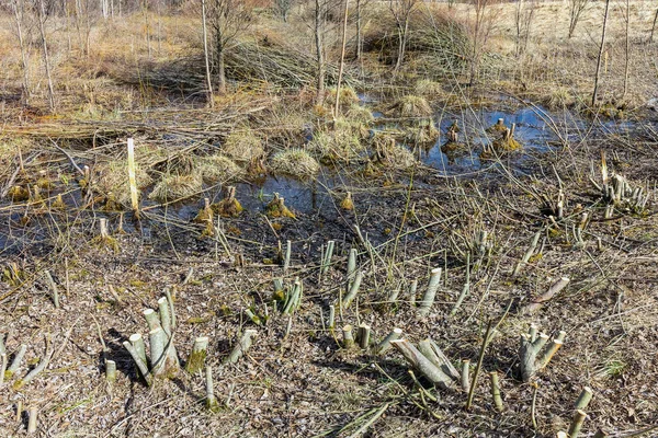 Прибирання Парку Низькоцінних Дерев Шляхом Різання Ранньою Весною — стокове фото