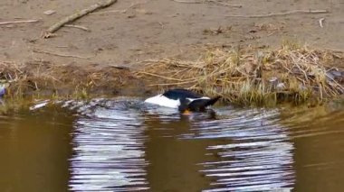 Evcil saksağan ördek kıyıya yakın nehir suyunda yiyecek arıyor.
