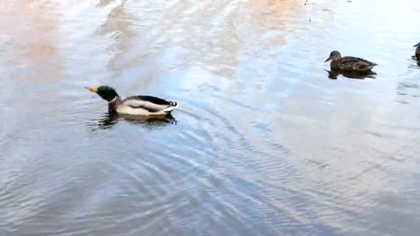 Sunny Autumn Day Large Ducks Males Swim River — Stock Video