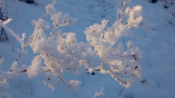 Winter Cover Grass Bushes Crystal Frost Dim Background Daylight — Stock videók
