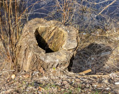 Baharda nehir kıyısında deliği olan eski bir ağaç gövdesinin kütüğü.